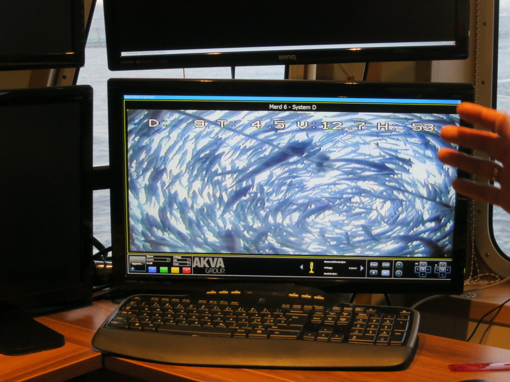 Salmon are very social animals.